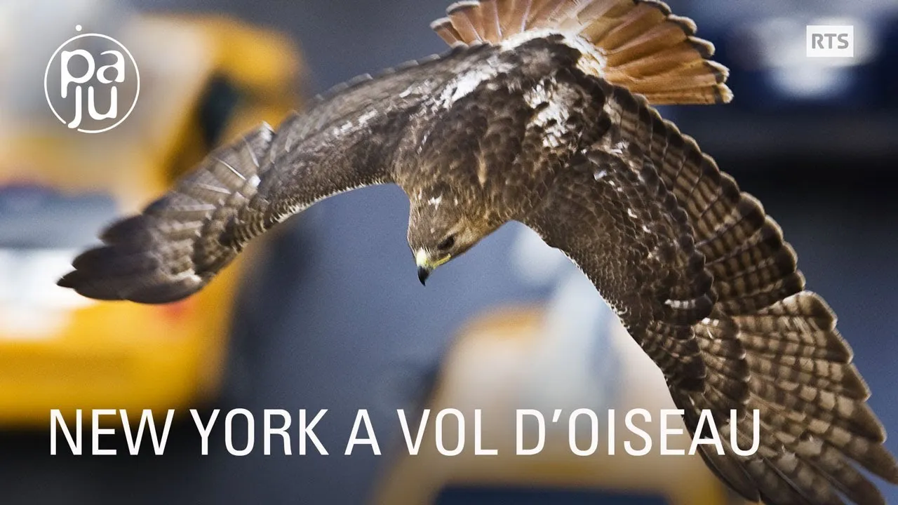 New York À Vol D’Oiseau